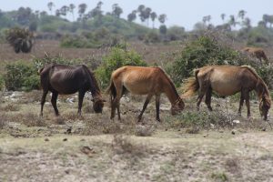 Wild horses of Delft Island