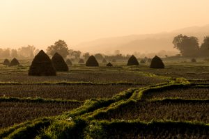 General - Upcountry Paddy Fields